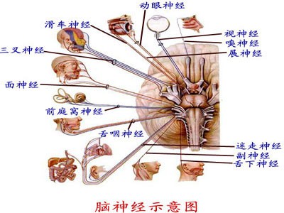 癫痫大发作和小发作有什么不同吗